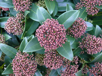 skimmia j.jpg_s.jpg